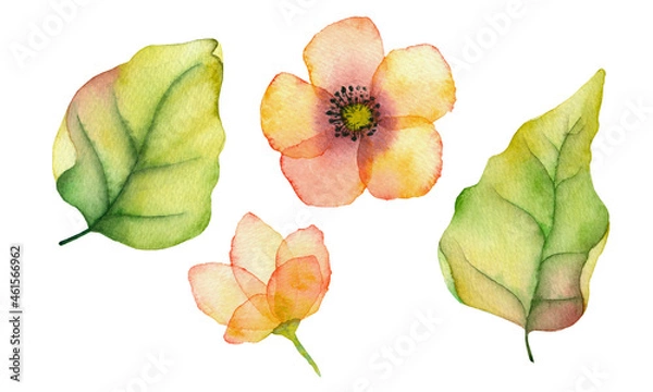 Fototapeta Set of watercolor elements flower, bud and leaves isolated on white background. For creating wonderful compositions, decorating postcards, invitations, business cards.
