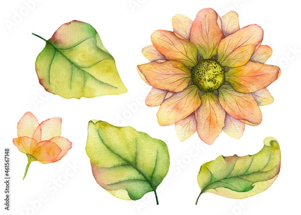 Fototapeta Set of watercolor elements flower, bud and leaves isolated on white background. For creating wonderful compositions, decorating postcards, invitations, business cards and packaging in eco-style.