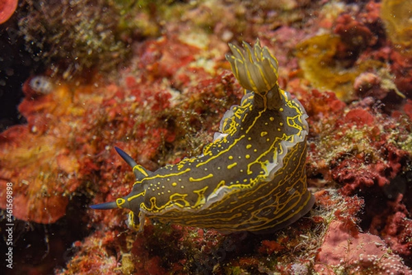 Fototapeta Variable Sternschnecke im ionischen Meer