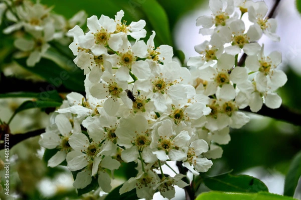 Obraz Beautiful white cherry blossoms close-up. Spring background