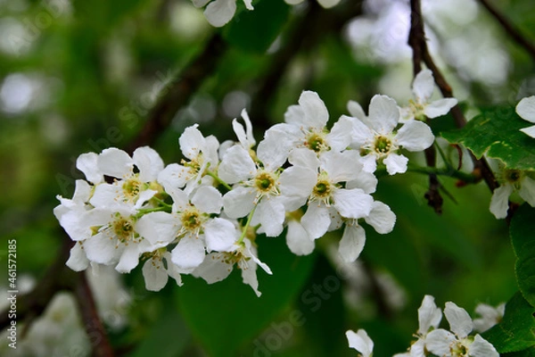 Obraz Beautiful white cherry blossoms close-up. Spring background