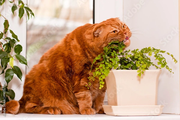 Obraz Scottish fold cat