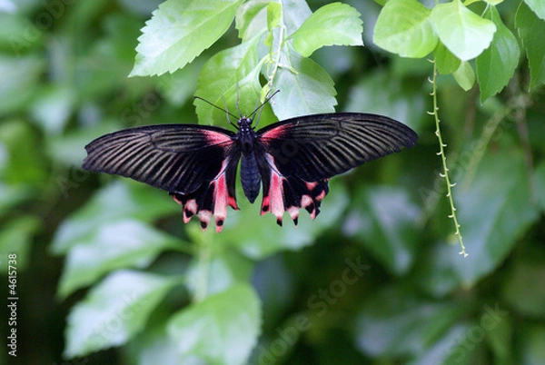 Fototapeta Papilio polytes "Common Mormon"