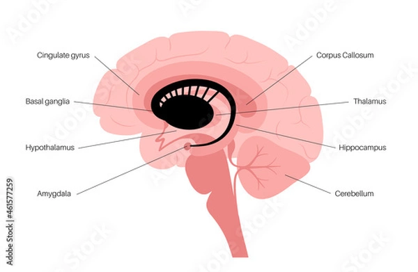 Fototapeta Basal ganglia anatomy