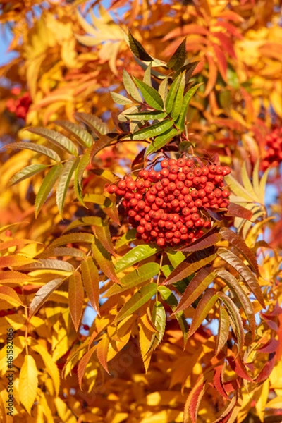 Obraz Berries on a tree