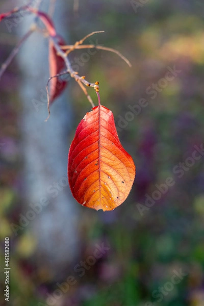 Obraz Red autumn leaf