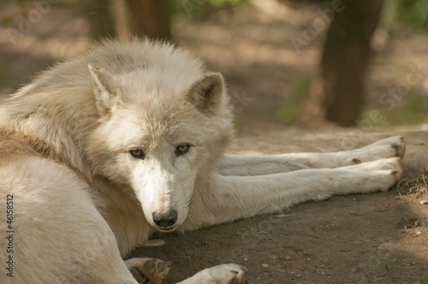 Obraz Arctic wolf