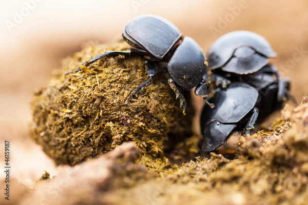 Obraz Three dung beetles working really hard together.