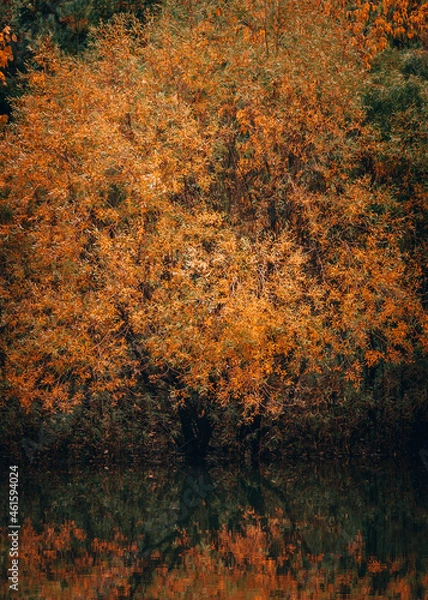 Obraz autumn leaves tree