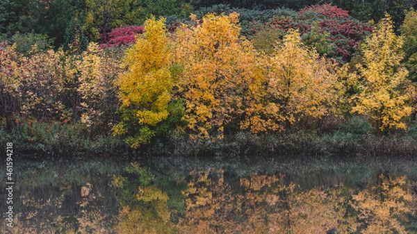 Obraz autumn in the forest