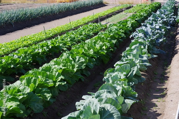 Obraz 家庭菜園のキャベツ