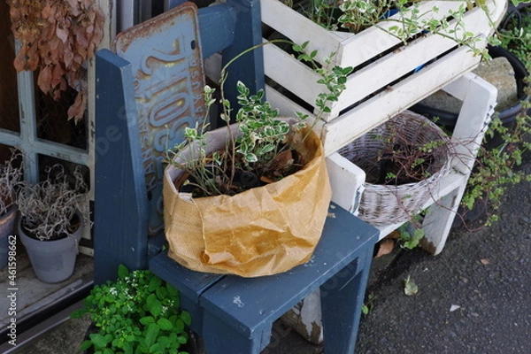 Obraz 雑貨屋の玄関にある植物