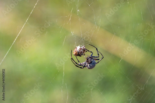 Fototapeta The spider has caught the prey and wraps it in a web.  