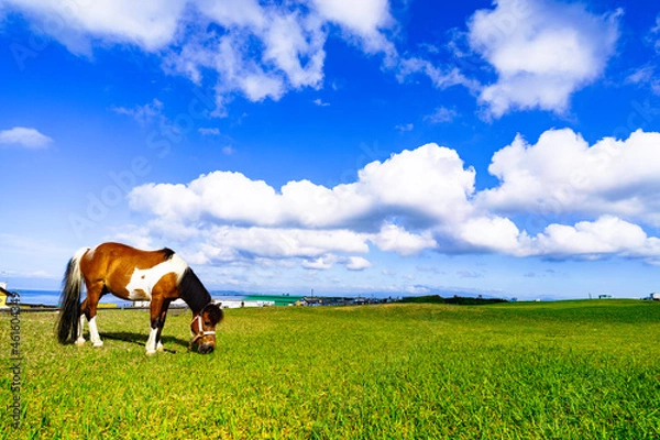 Fototapeta 湘南公園と馬と夏雲
