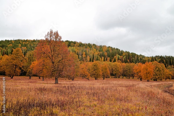 Fototapeta Autumn forest. The tree is in the center. Autumn landscape