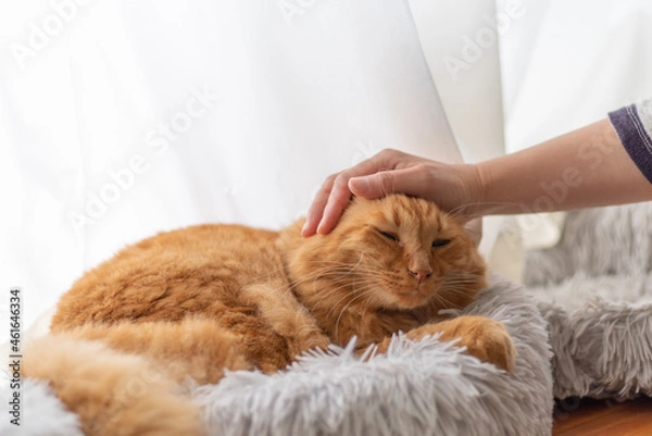 Fototapeta 猫と暮らす　茶トラ猫