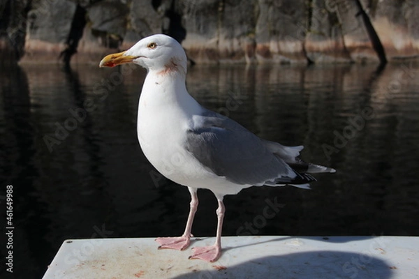 Obraz Gabbiano di profilo