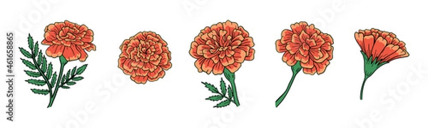 Fototapeta Set of cute vector marigold flower. Hand-drawn vector illustration for El Dia de Los Muertos. . Vector illustration