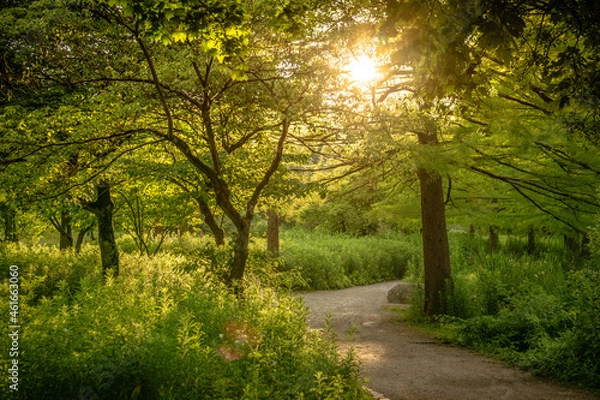 Obraz sun in the forest