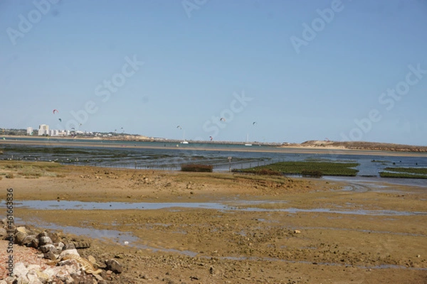 Obraz Growing Oysters