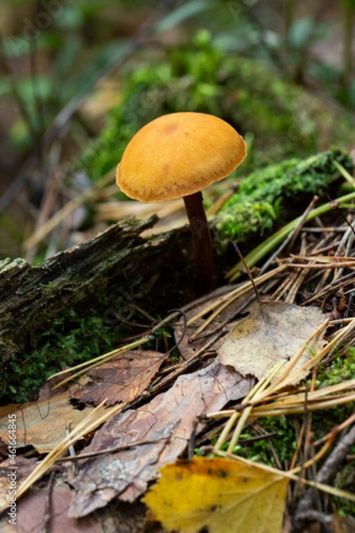 Fototapeta Deadly poisonous mushroom Galerina marginata in the floodplain forest. Known as funeral bell, deadly skullcap or deadly Galerina.