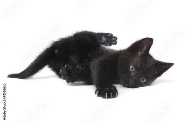 Fototapeta kitten being lazy isolated on white background