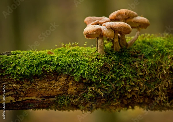 Fototapeta Rodzina grzybów