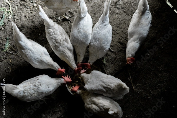 Fototapeta White chickens are eaten from a bowl. Top view. A flock of chickens ran to feed. Chicken Farmstead