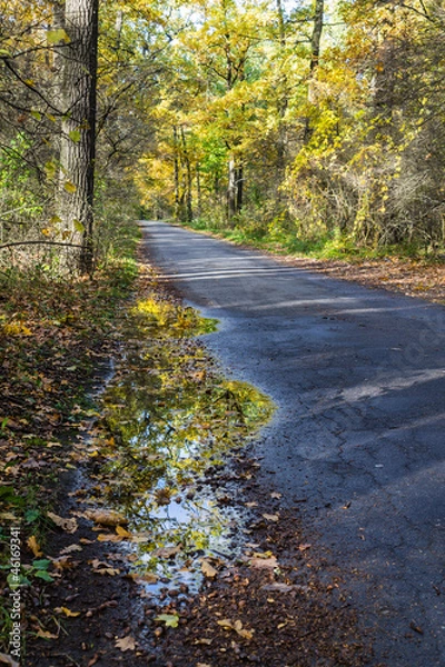 Obraz Дорога в лесу