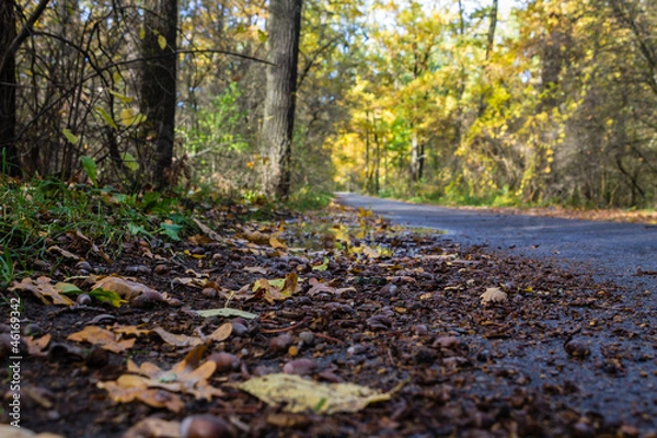 Obraz Желуди на асфальте