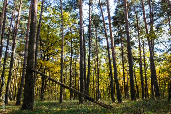 Obraz Поляна в лесу