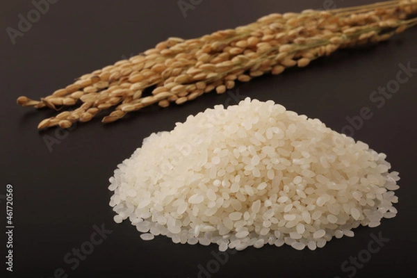 Fototapeta 米と稲穂