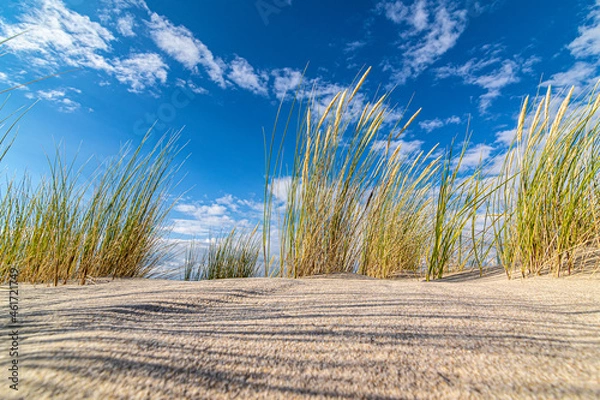 Obraz grass on the beach