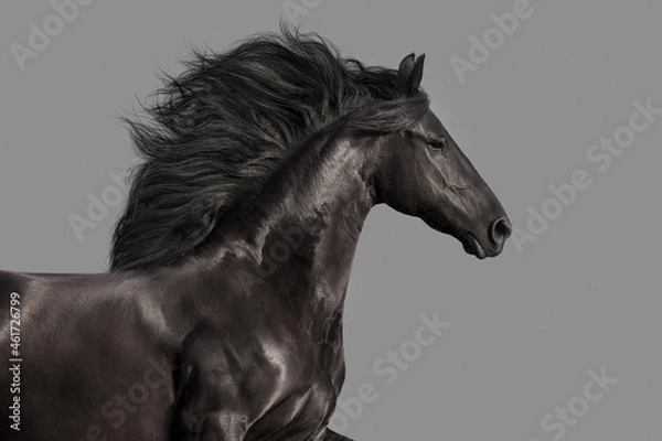 Fototapeta Beautiful Black frisian stallion portrait isolated on gray  background