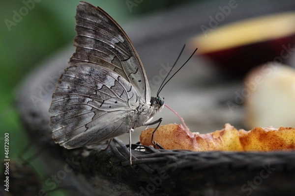 Obraz Macro image of grey butterfly in natural environment against with autumn colours 