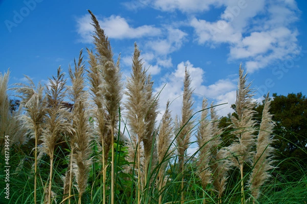 Obraz 国営昭和記念公園のパンパスグラス