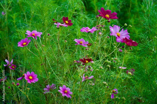 Obraz 国営昭和記念公園のコスモス