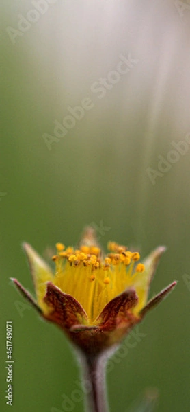 Fototapeta Tiny Worlds