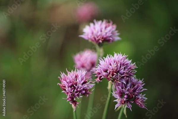 Obraz Purple Thistle