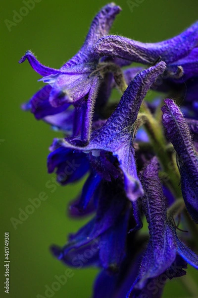 Fototapeta Vibrant Violets