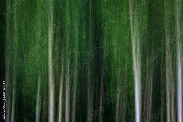 Fototapeta Blurry Trees