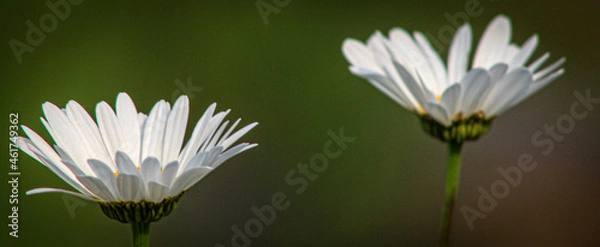 Fototapeta What a Pair