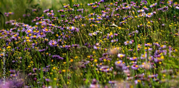 Fototapeta Patch of Purple