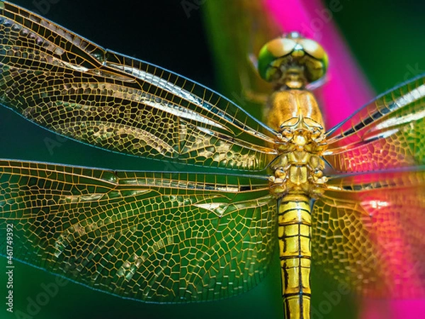 Obraz dragonfly on a branch