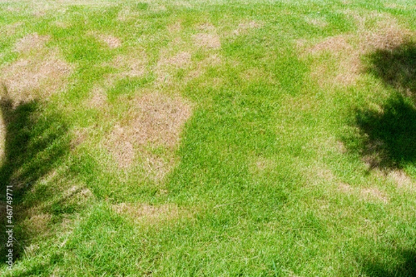 Fototapeta Dead grass of the nature background. a patch is caused by the destruction of fungus Rhizoctonia Solani grass leaf change from green to dead brown in a circle lawn texture background dead dry grass.