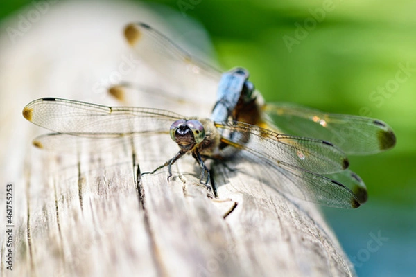 Obraz Paarende Plattbauch Libellen