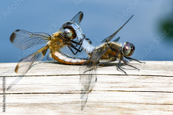 Obraz Paarende Plattbauch Libellen