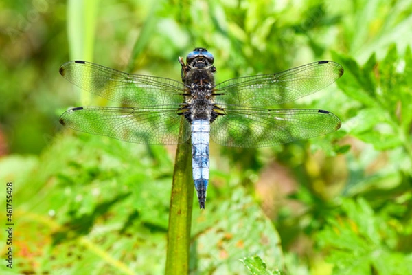 Obraz Plattbauch Libelle