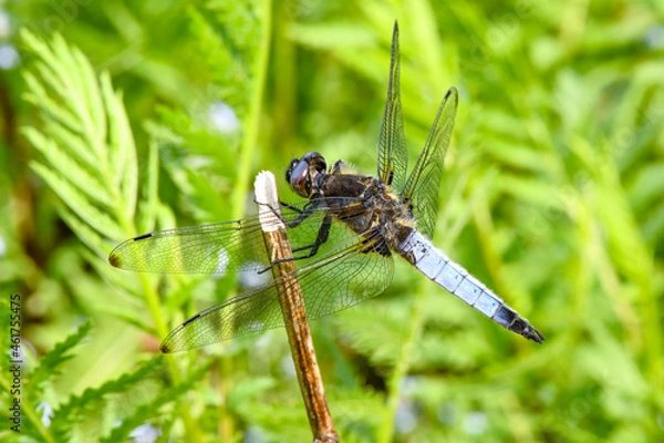 Obraz Plattbauch Libelle