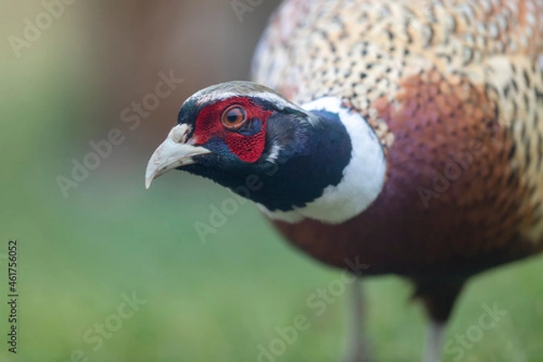 Obraz Common pheasant Phasianus colchicus in close view